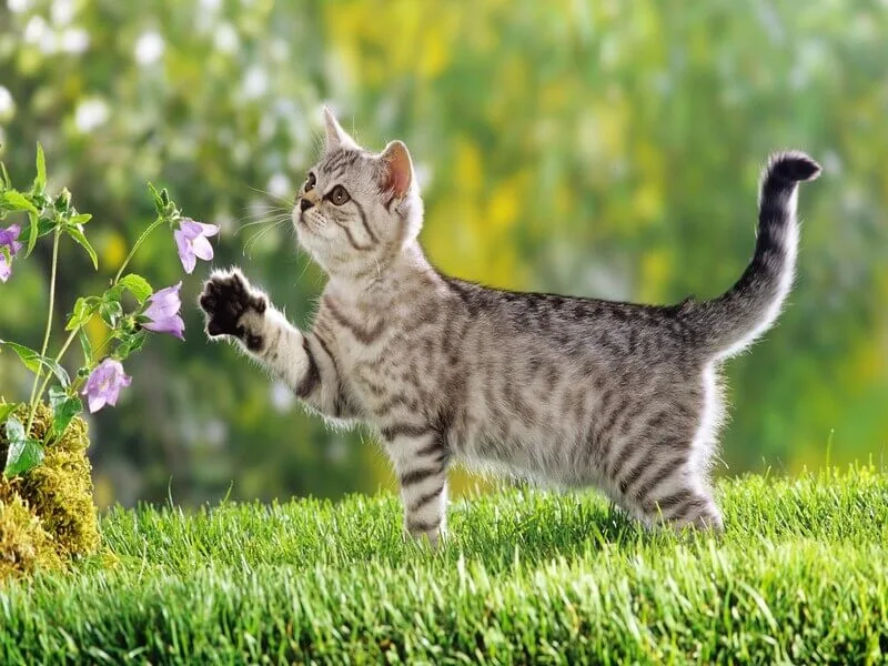 nằm mơ thấy mèo đánh số mấy