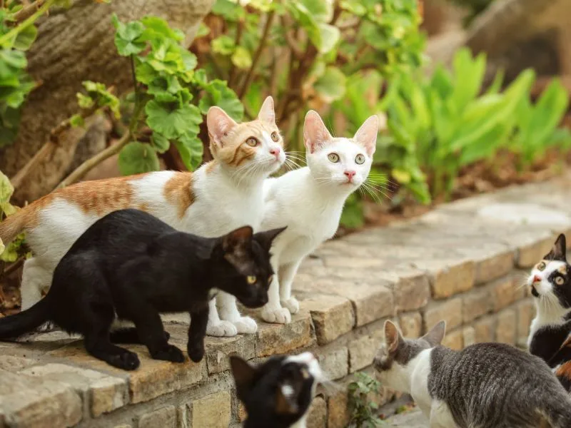 nằm mơ thấy mèo đánh số mấy