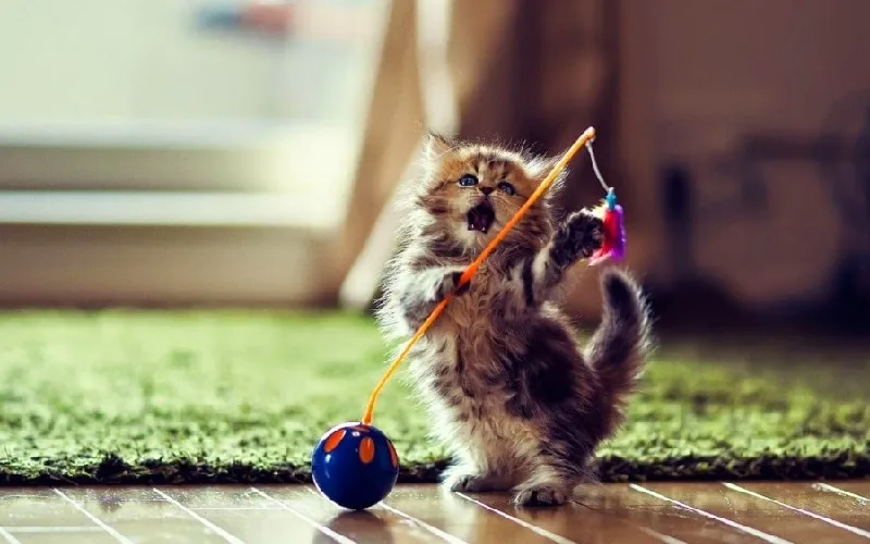 nằm mơ thấy mèo đánh số mấy
